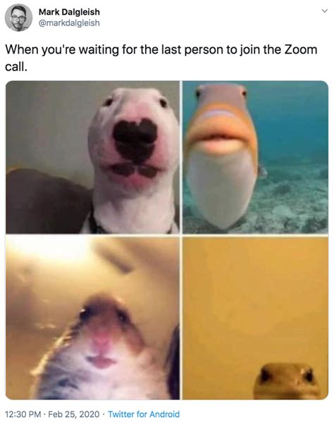 Staring animals meme - With Tenor, maker of GIF Keyboard, add popular Turtle Meme animated GIFs to your conversations. Share the best GIFs now >>>